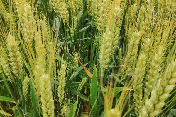 鄂麦1166小麦种子特点，亩播种量9～10公斤