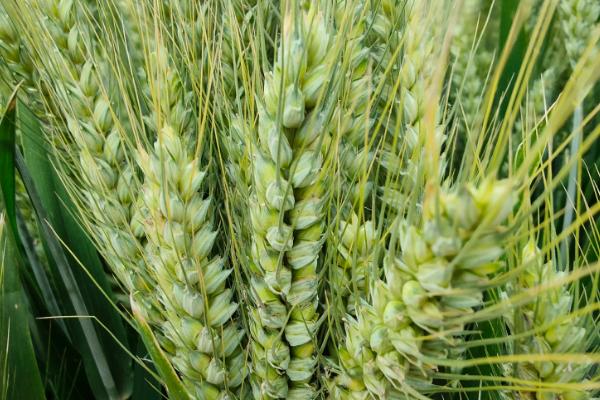 华麦1607小麦种子特征特性，小穗着生密度中等