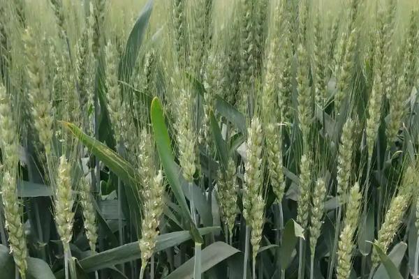华麦1607小麦种子特征特性，小穗着生密度中等