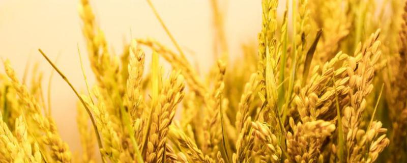 EK3S水稻种简介，在武汉5月上旬至5月下旬播种