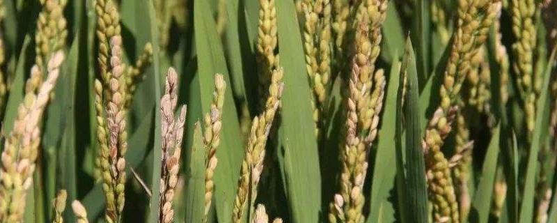 荆香优72水稻种子简介，秧田亩播种量10～15公斤