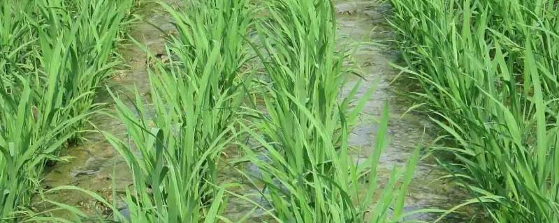 隆锋优3228水稻种子介绍，湘北6月13-15日播种