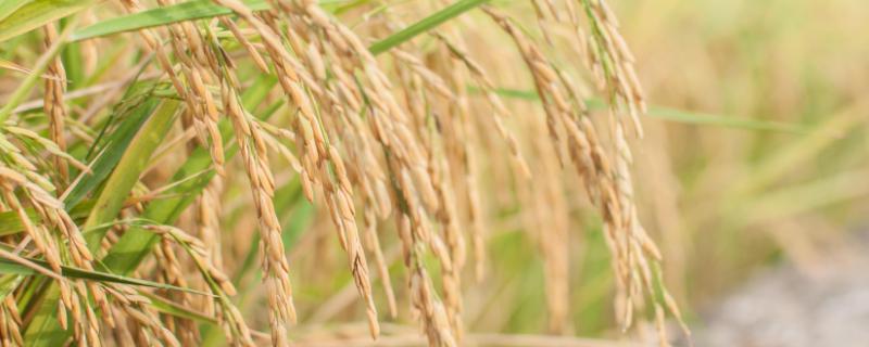 创两优348水稻种简介，属中熟偏迟籼型中稻品种