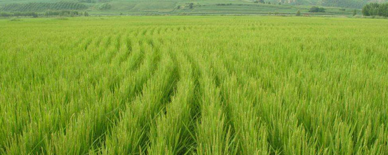 玺优442水稻种子简介，播种前用咪鲜胺浸种