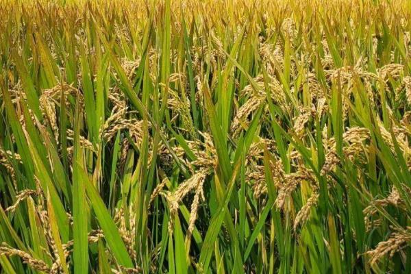 华两优2885水稻品种简介，鄂北4月中下旬播种