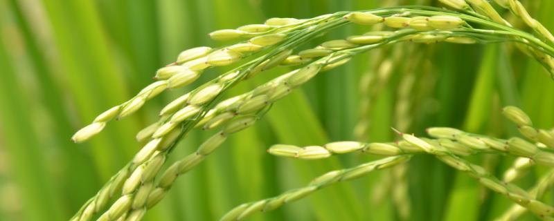 增两优5629水稻种子特点，全生育期121.1天