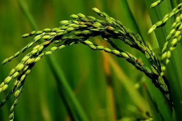 E两优23水稻种子介绍，秧田亩播种量8～10公斤