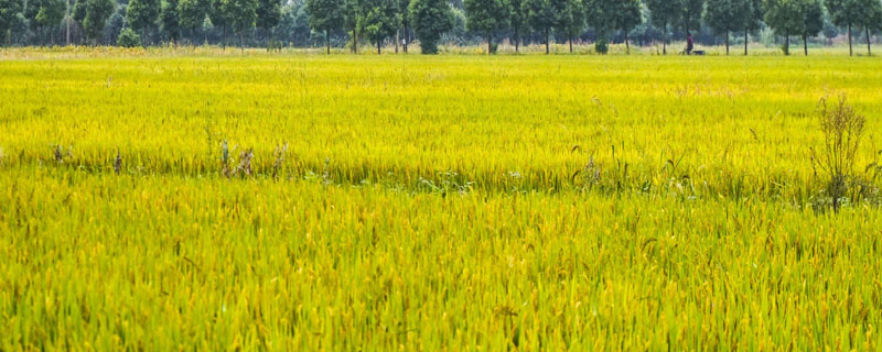 E两优36水稻种子特征特性，属早熟籼型中稻品种