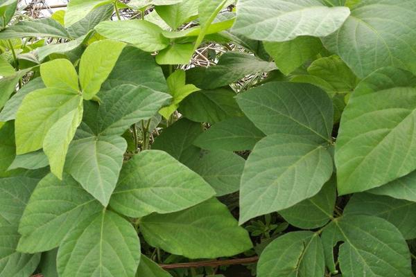 湘春褐豆32大豆品种的特性，表现抗病和中抗