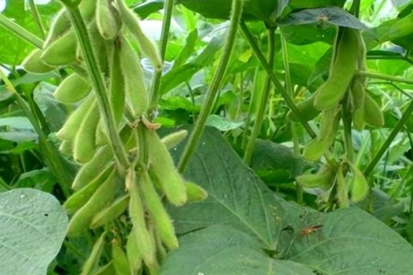 湘春褐豆32大豆品种的特性，表现抗病和中抗