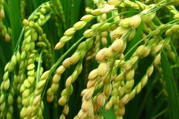 臻两优泰丝水稻种子特征特性，秧田亩播种量10.0千克