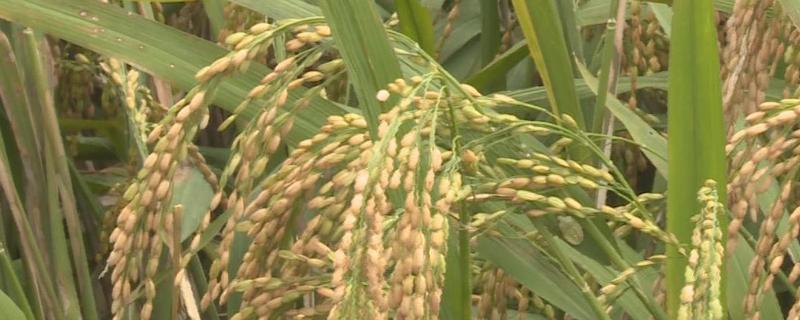 泰优农39水稻品种的特性，籼型三系杂交晚稻中熟品种