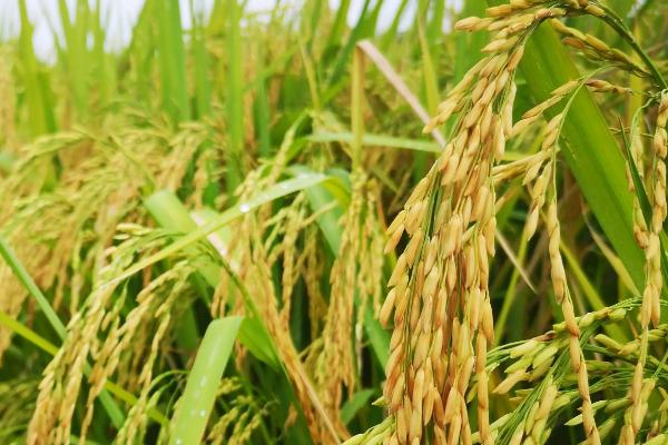 扬泰优128水稻品种简介，6月中旬播种
