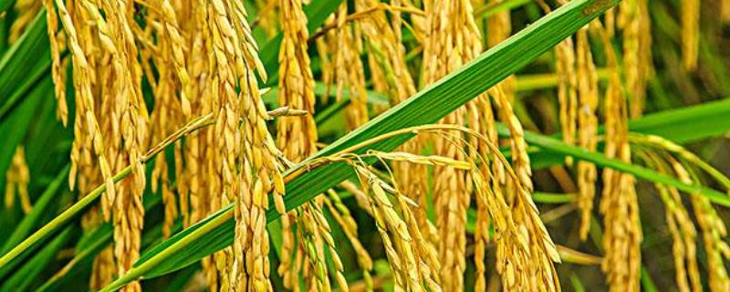 振两优7905水稻种子特点，籼型两系杂交晚稻迟熟品种