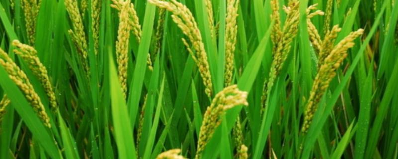 韵两优7484水稻品种简介，籼型两系杂交一季稻品种