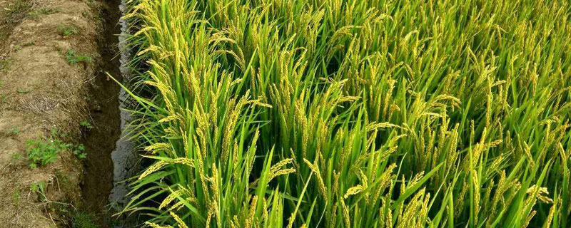 晶泰优莉香水稻种简介，秧田亩播种量10.0千克