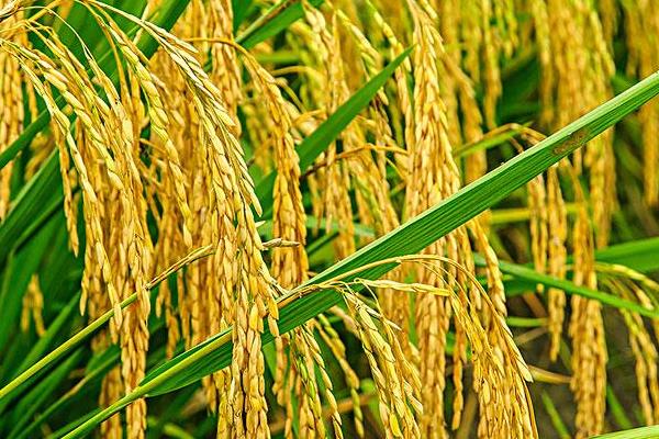 韵两优7484水稻品种简介，籼型两系杂交一季稻品种