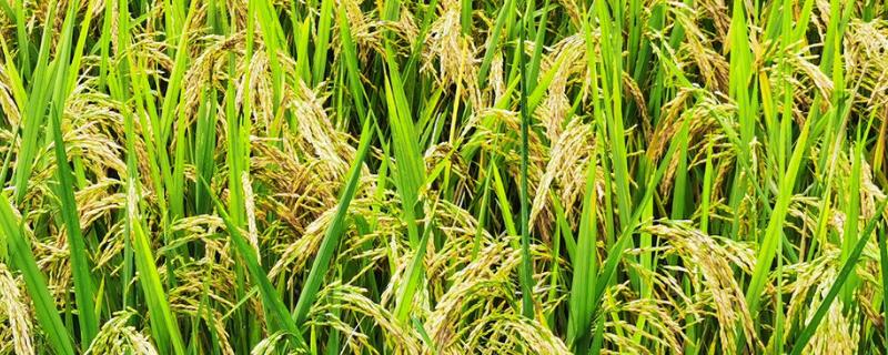 英两优华占水稻种子介绍，4月中下旬播种