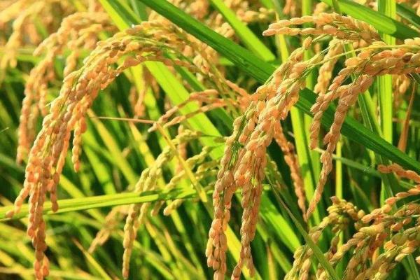 宇两优121水稻种子特征特性，籼型两系杂交一季稻品种
