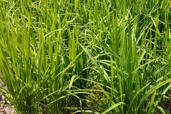 合莉美占水稻品种简介，特别注意防治白叶枯病