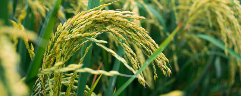 合莉美占水稻品种简介，特别注意防治白叶枯病
