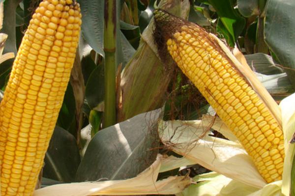 桂单166玉米种子特征特性，大喇叭口期注意防治玉米螟