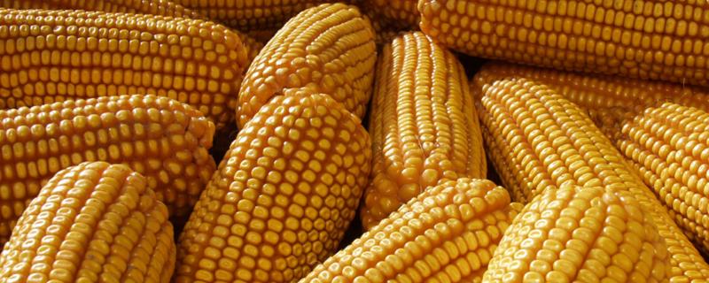 桂单166玉米种子特征特性，大喇叭口期注意防治玉米螟