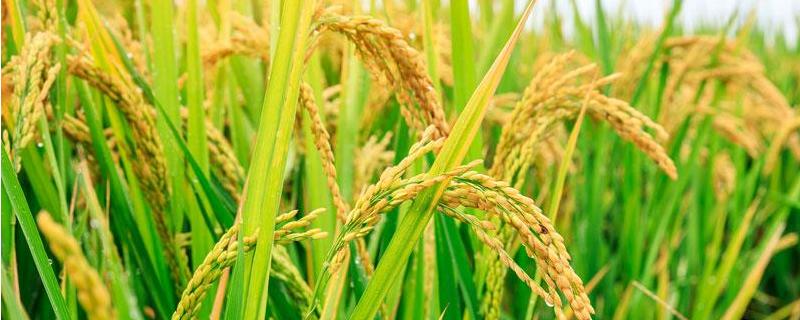 七黄占5号水稻品种的特性，晚造全生育期110～111天