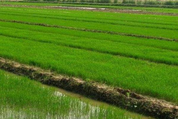 五禾丝苗2号水稻种子特征特性，高抗稻瘟病