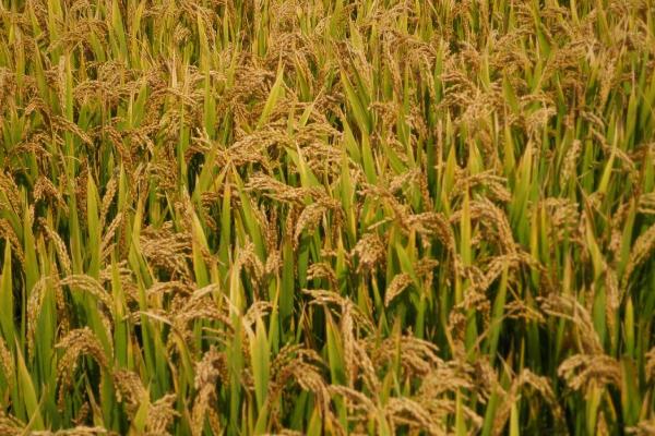 五禾丝苗2号水稻种子特征特性，高抗稻瘟病