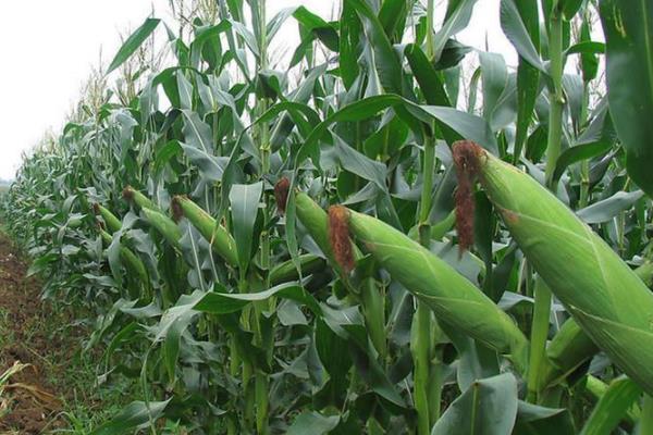 恒泰666玉米种子特征特性，生育期春季平均107天