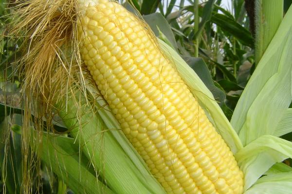 正红糯1号玉米种子简介，该品种株型平展