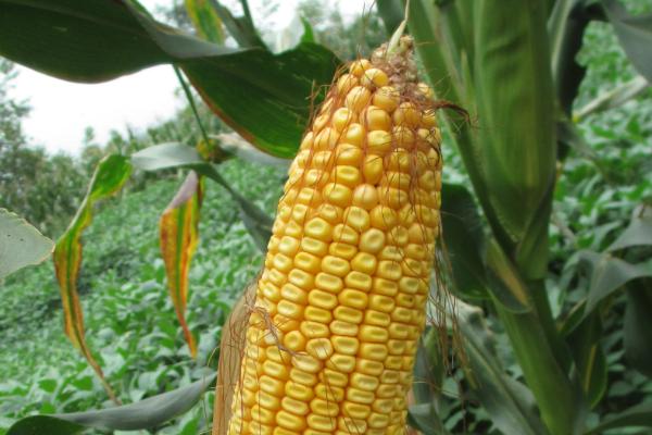 中鲜糯818玉米种子特点，该品种株型平展