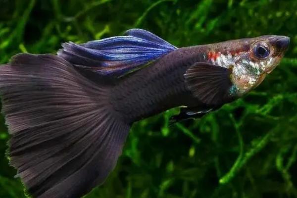 孔雀鱼会被撑死吗，投喂膨化的饲料可能会撑死