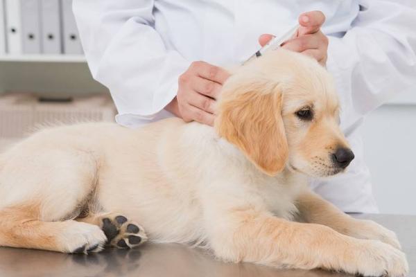 狗狗打疫苗前后的注意事项，接种前需确定一周内身体是健康状态