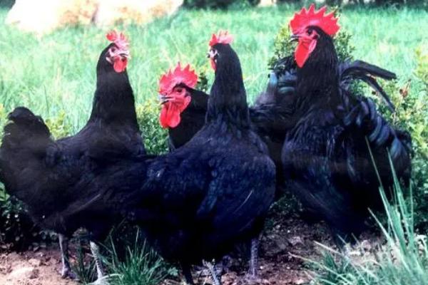 鸡的品种，常见以下6种