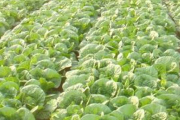 种植娃娃菜要施哪种肥料，基肥以腐熟有机肥为主