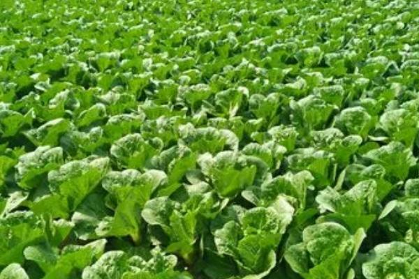 种植娃娃菜要施哪种肥料，基肥以腐熟有机肥为主