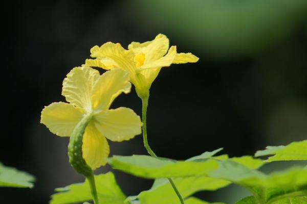 大顶苦瓜高产种植技术，播种前需浸种