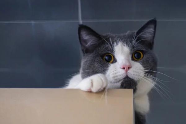 猫咪突然呕吐的原因及处理方法，可能是胃里有毛球或未消化的猫粮等导致的