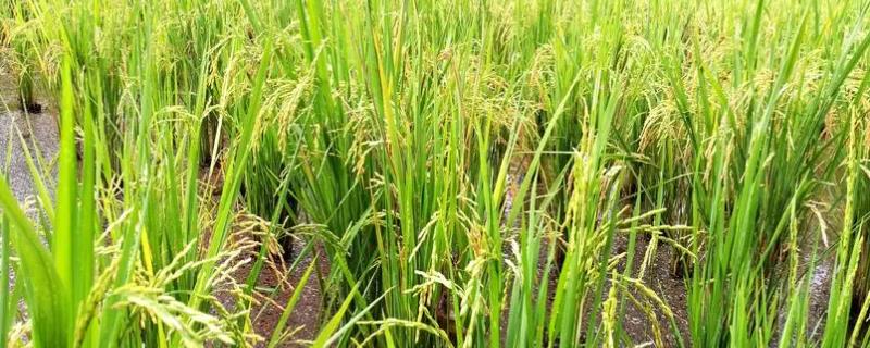 什么是再生稻，种一茬能收获两回的水稻