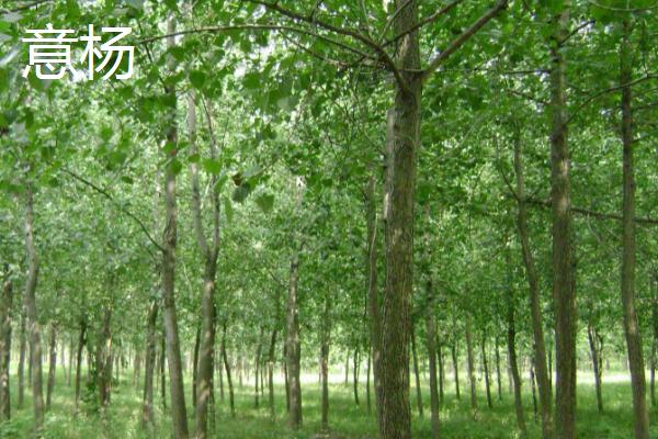 杨树有哪些常见品种，山杨、意杨、串杨等品种较常见