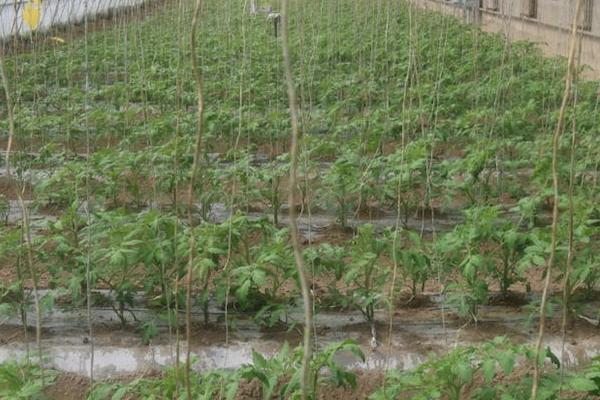 微灌施肥要注意什么，施肥后要继续灌溉20-30分钟