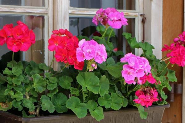 冬季室外养花暖棚的注意事项，防止直接用自来水浇花