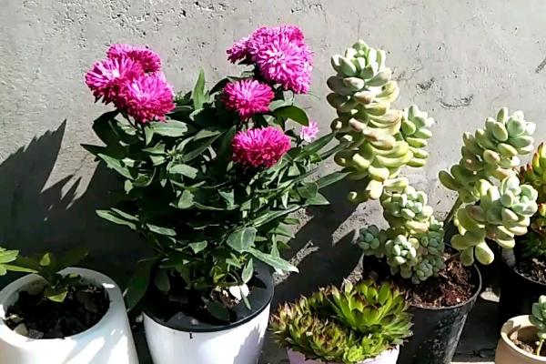 冬季室外养花暖棚的注意事项，防止直接用自来水浇花