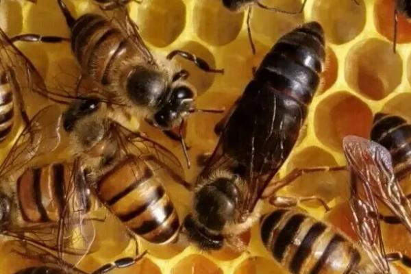 蜂王物质的作用，可激励工蜂采集食物、抑制工蜂培育新王