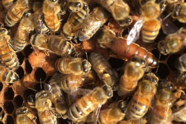 蜂王物质的作用，可激励工蜂采集食物、抑制工蜂培育新王