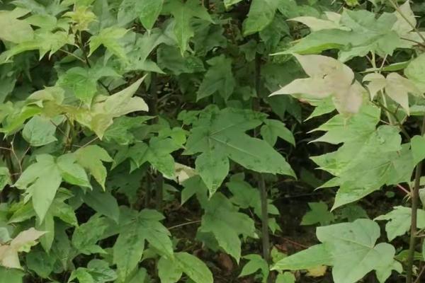 三角枫的种子育苗技术，应选用当年采收的种子播种
