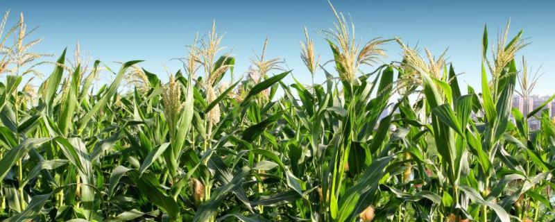 青农1902玉米品种的特性，适宜密度为每亩3500株左右