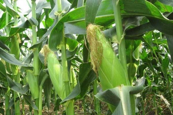 农大799玉米种子特点，适宜密度为每亩4500株左右
